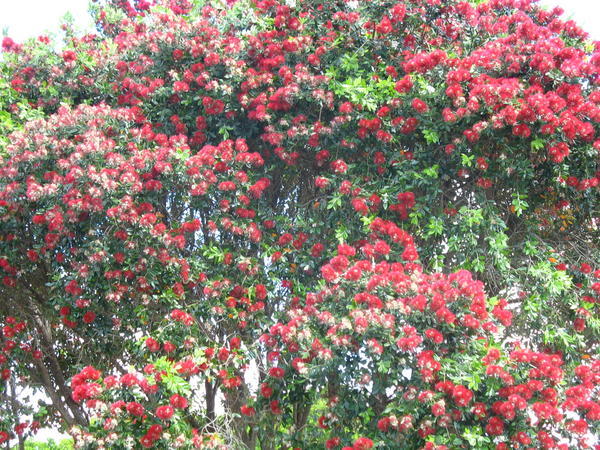 A stunning Pohutokawa Tree in Waitangi