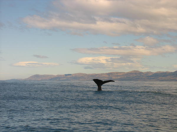 Whale Tales at Kaikoura