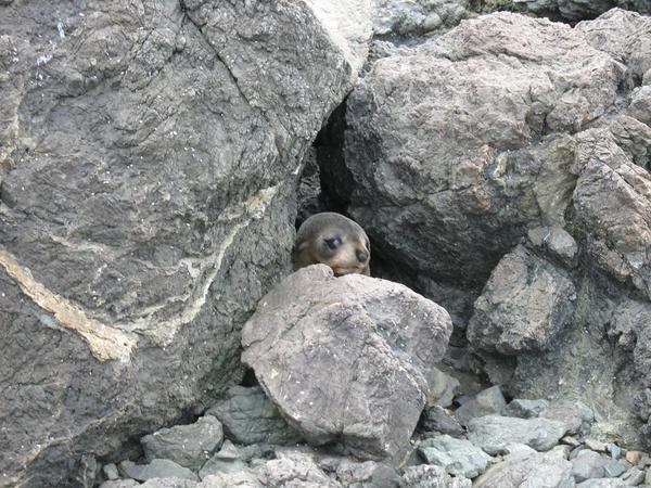 Seal saying Hi
