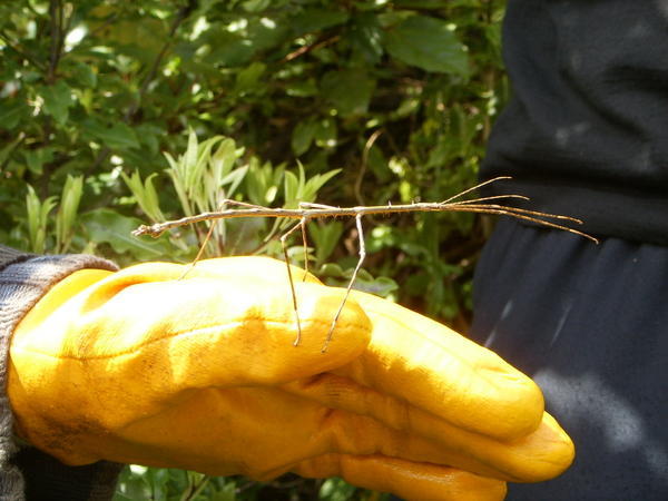 A spiny backed stick insect