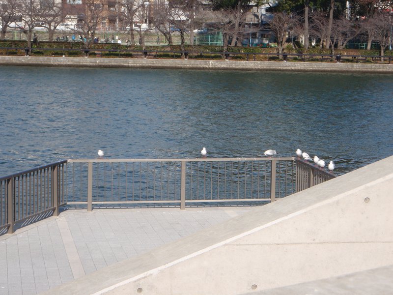 more seagulls