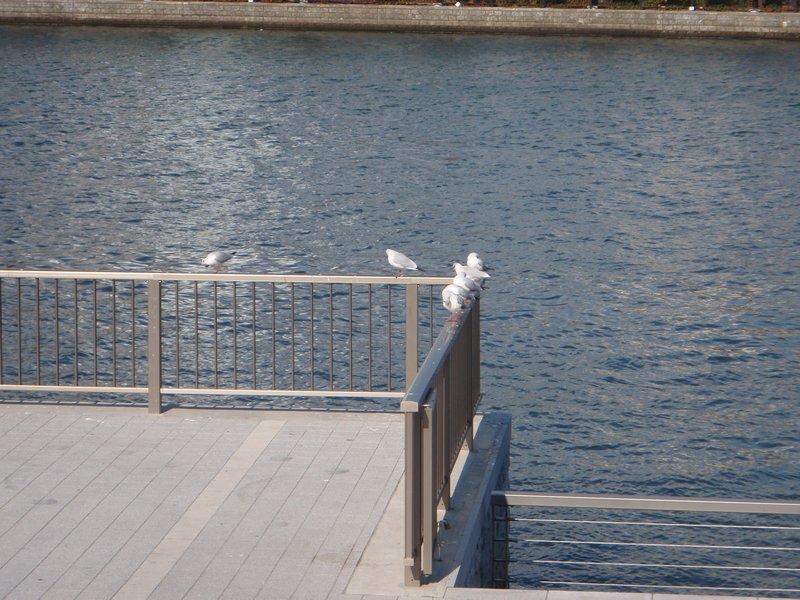 And more seagulls