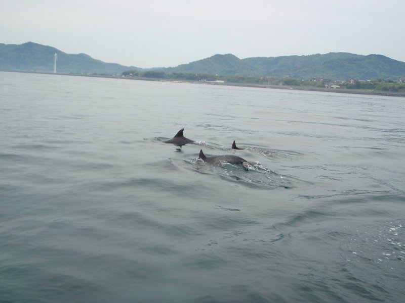 DOLPHINS!!