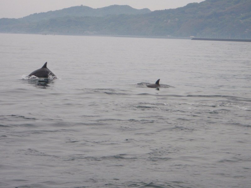 DOLPHINS!!
