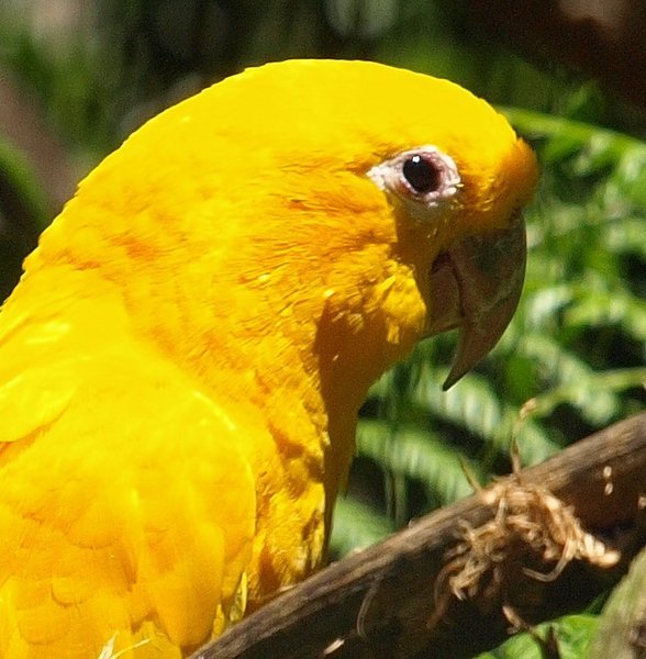 Golden Parakeet