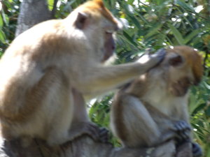 A monkey cleaning its child in the Botanical Gardens