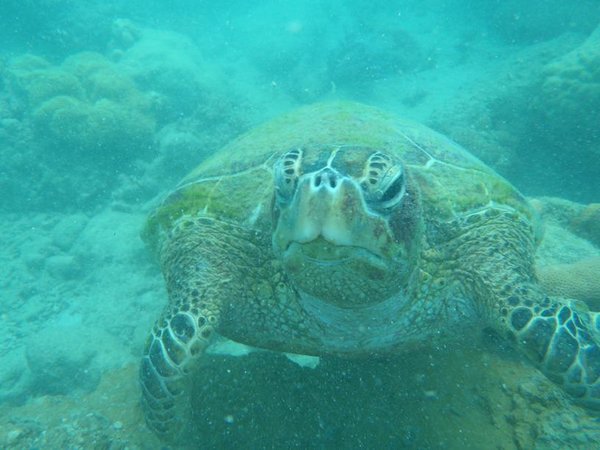 The Turtle we saw on the reef