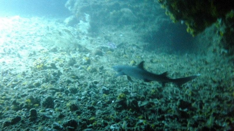 White Tip Reed Shark