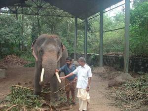 Self, with a young elephant and his keeper at the sanctuary!