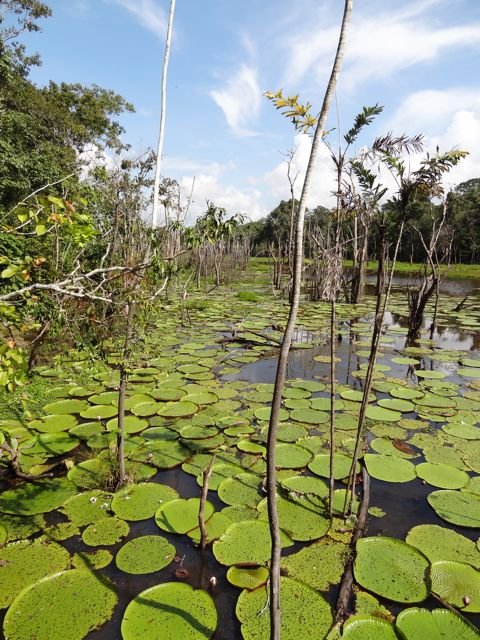 water lilies on Lake January