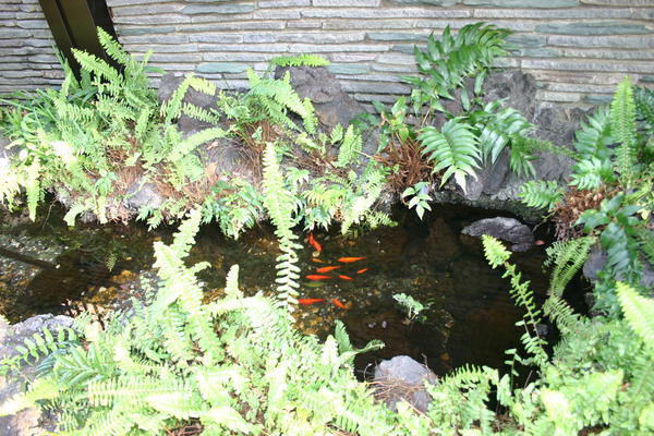 Koi Pond in front
