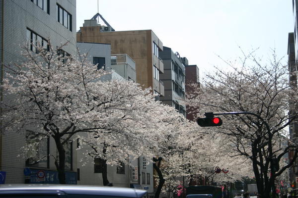 A Tokyo Street