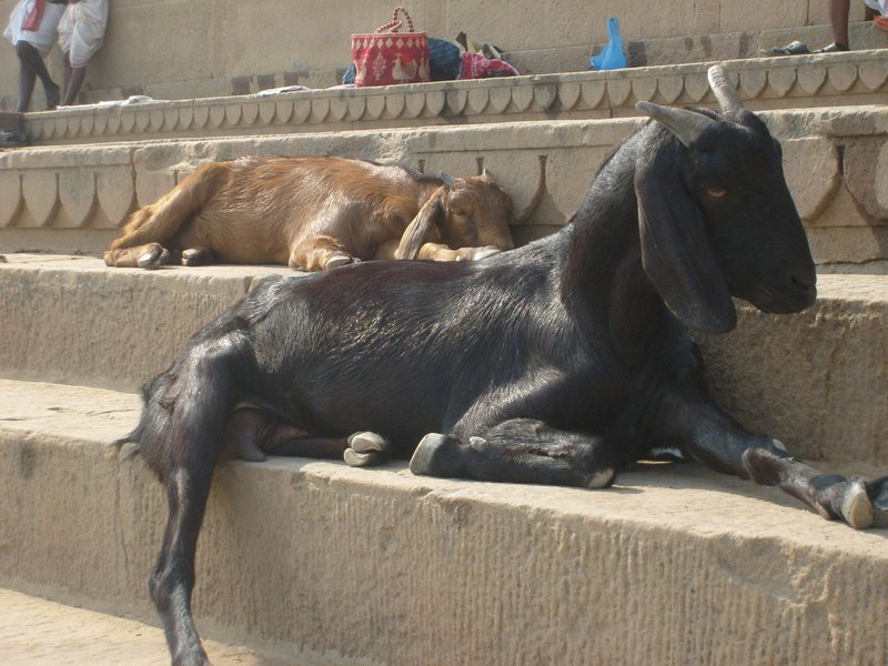 India 2011 085