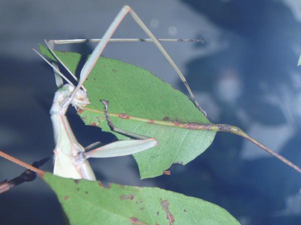 More Stick Insects