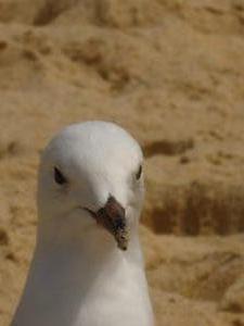 Seagull, Coogee 