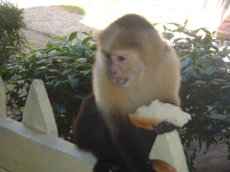Hostel Monkey