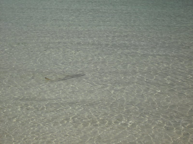 Whitehaven Beach - Reef Shark