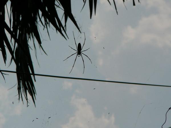 A Giant Jungle Spider
