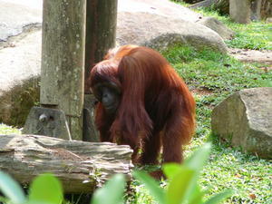 An Adorable Orangutan  