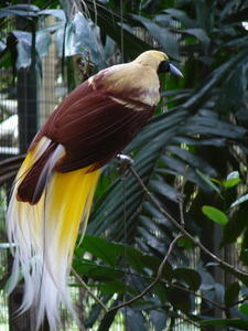 Bird With Big Tail