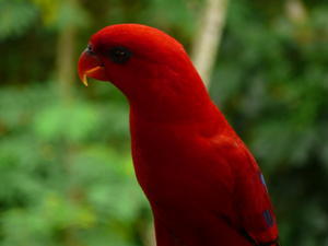 An Unspecified Red Bird