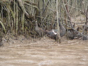Ducks on the Meekong Delta