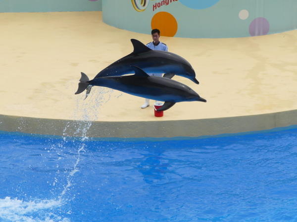 Dolphin Show
