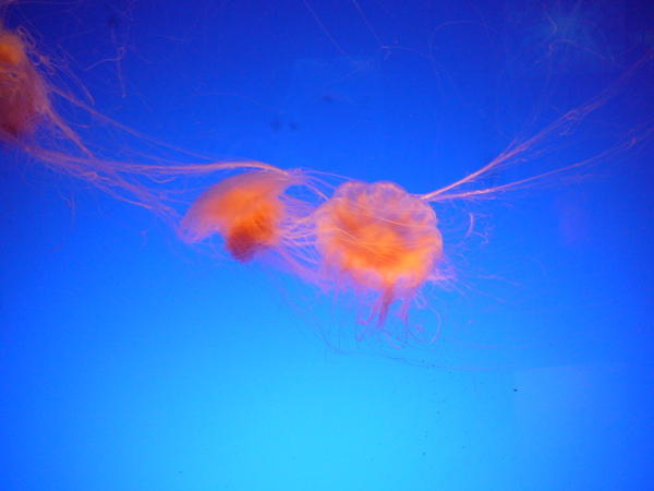 Jellyfish Exhibition