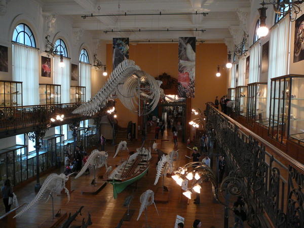 Inside The Oceanographic Museum