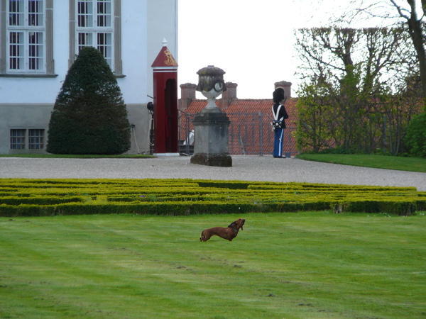 A Dog at Fredensborg Palace