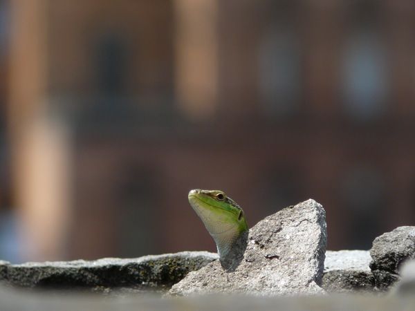 Lizard Hiding in a Wall Along the Arno River in Florence