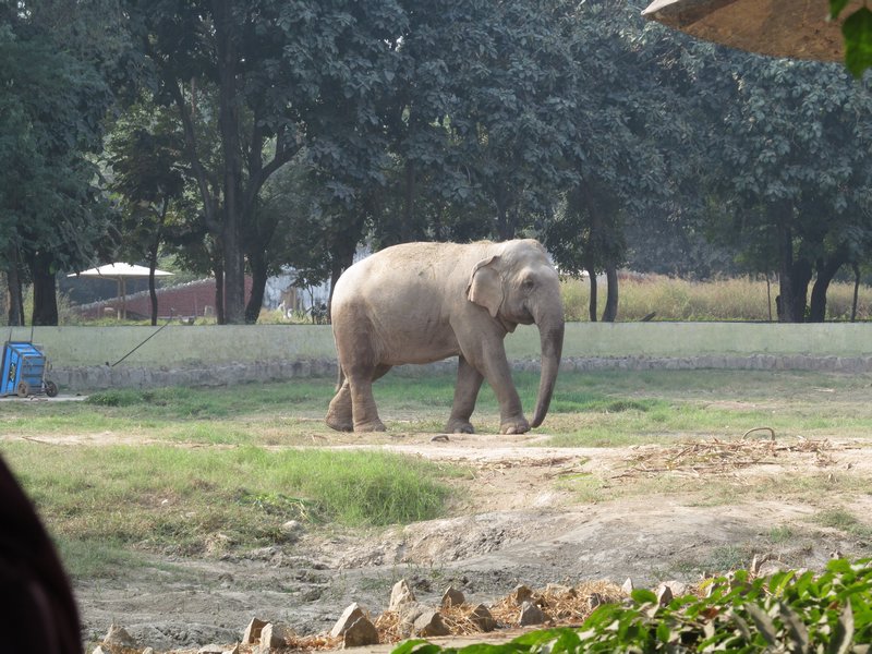 L'éléphant manque d'eau, je pense!!!!