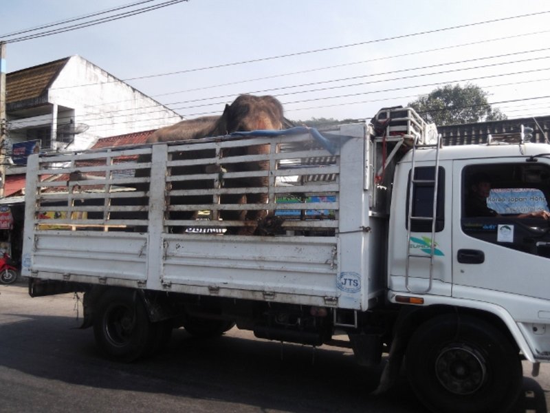 elephant in a truck