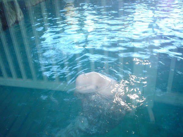 Beluga whale at the Shedd aquarium