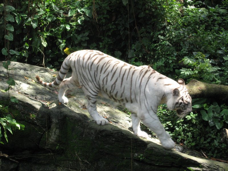 White Tiger scaling a rock