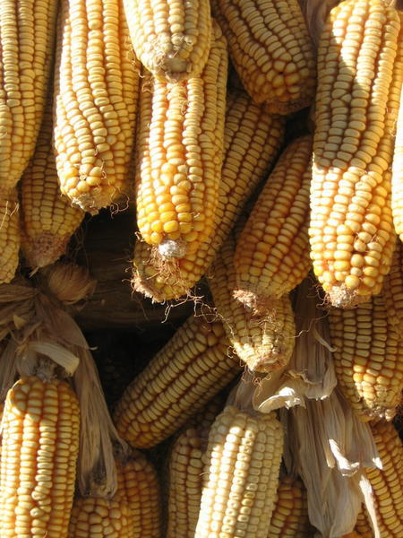 pretty corn picture.