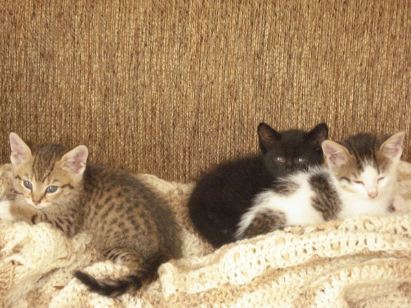 The foster kittens
