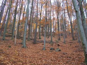 Naturpark Odenwald Naturpark Odenwald