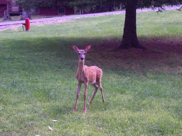 A Fawn on the Front Lawn