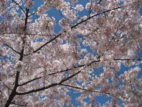 Cherry Blossons
