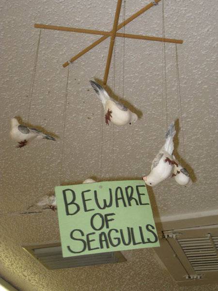 More Seagull Warnings from Sugar Daddy's