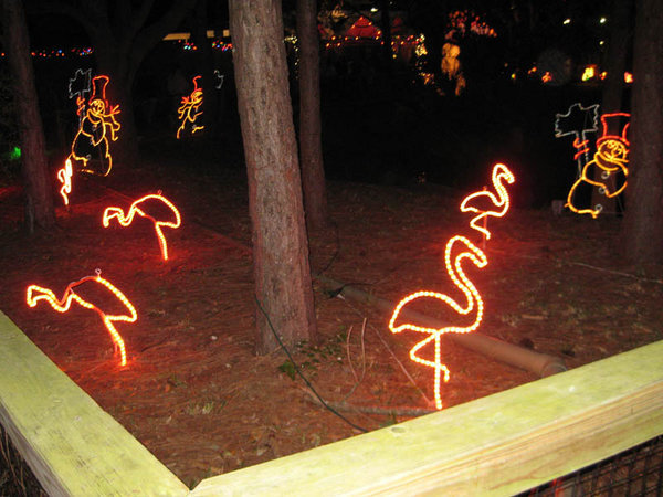 Invasion of the Flamingos!