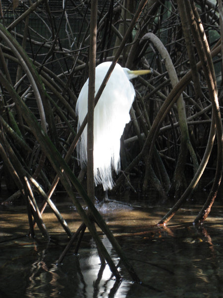 Egret in the Mangroves