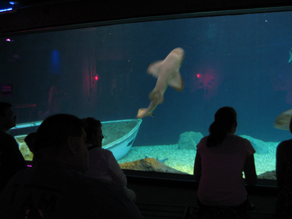 Dive with the Sharks Tank