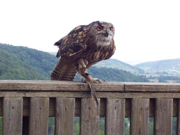 An Owl Taking Flight