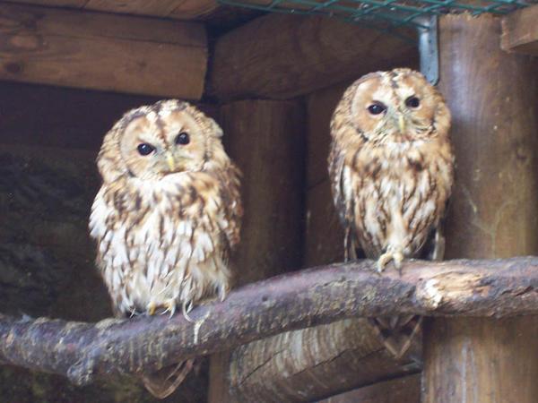 Hooter Owls