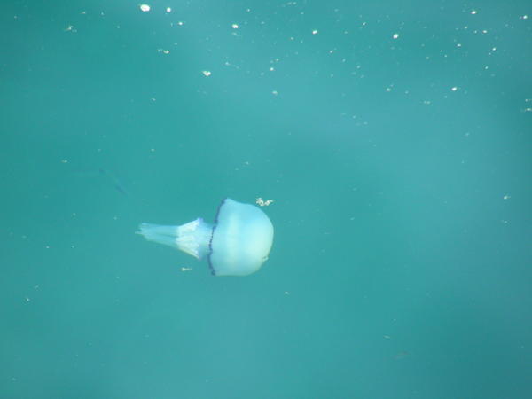 Ma première méduse