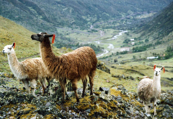 Accessorised llamas