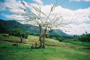 Farm near Vinales