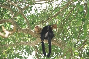 Bored monkeys